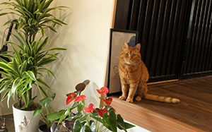 保護猫カフェ Pili Ohana