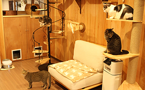 保護猫カフェ Pili Ohana