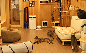 保護猫カフェ Pili Ohana
