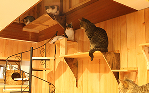 保護猫カフェ Pili Ohana