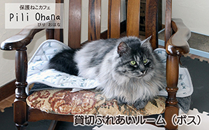 保護猫カフェ Pili Ohana