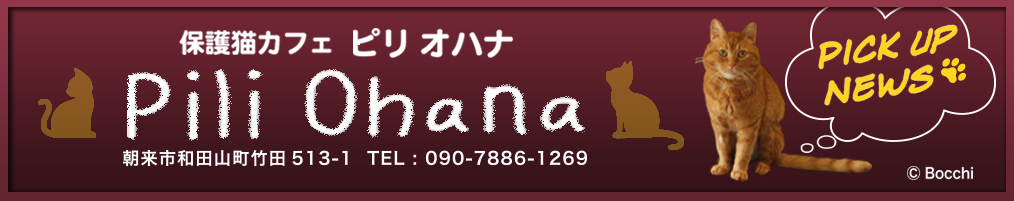 保護猫カフェ Pili Ohana(ピリ オハナ)