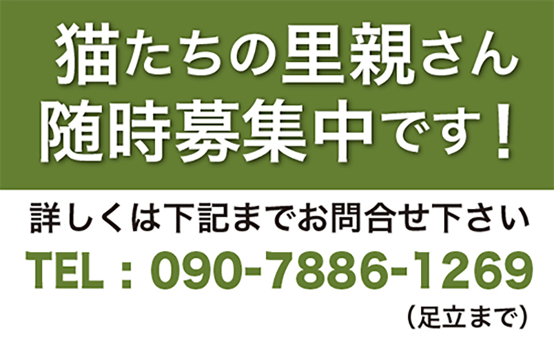 保護猫