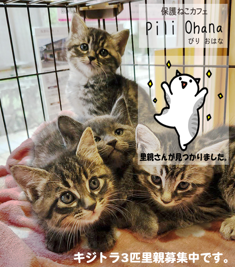 保護猫里親募集