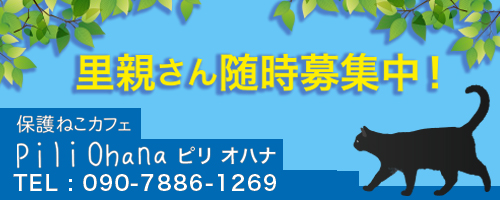 保護猫の里親さん随時募集